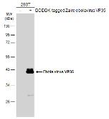 Anti-Ebola virus VP35 antibody used in Western Blot (WB). GTX134033