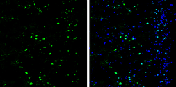 Anti-SATB2 antibody used in IHC (Frozen sections) (IHC-Fr). GTX134105