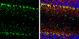 Anti-Parvalbumin antibody used in IHC (Frozen sections) (IHC-Fr). GTX134110