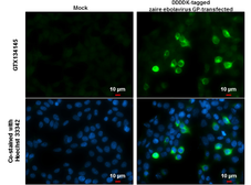 Anti-Ebola virus GP2-delta antibody used in Immunocytochemistry/ Immunofluorescence (ICC/IF). GTX134145