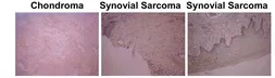 Anti-Osteocalcin antibody [OCG3] used in IHC (Paraffin sections) (IHC-P). GTX13419
