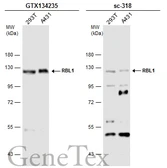 Anti-p107 antibody used in Western Blot (WB). GTX134235