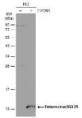 Anti-Enterovirus D68 2B antibody used in Western Blot (WB). GTX134419