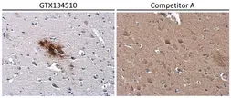 Anti-beta Amyloid (1-42) antibody – Conformation Specific used in IHC (Paraffin sections) (IHC-P). GTX134510