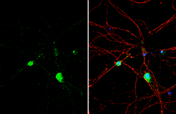 Anti-Histamine antibody used in Immunocytochemistry/ Immunofluorescence (ICC/IF). GTX134710