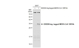 Anti-MERS-CoV ORF4b antibody used in Western Blot (WB). GTX134870