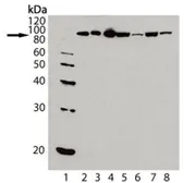 Anti-Hsp90 antibody [AC88] used in Western Blot (WB). GTX13492