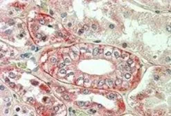 Anti-Flotillin 1 antibody, C-term used in IHC (Paraffin sections) (IHC-P). GTX13493