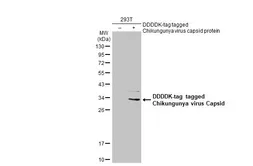 Anti-Chikungunya virus Capsid antibody used in Western Blot (WB). GTX135183