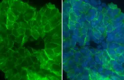 Anti-CD9 antibody used in Immunocytochemistry/ Immunofluorescence (ICC/IF). GTX135296
