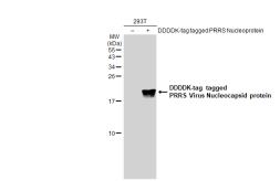 Anti-PRRS virus Nucleocapsid protein antibody used in Western Blot (WB). GTX135351