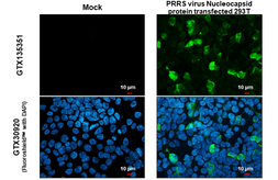 Anti-PRRS virus Nucleocapsid protein antibody used in Immunocytochemistry/ Immunofluorescence (ICC/IF). GTX135351