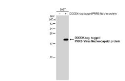 Anti-PRRS virus Nucleocapsid protein antibody used in Western Blot (WB). GTX135352