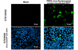 Anti-PRRS virus Nucleocapsid protein antibody used in Immunocytochemistry/ Immunofluorescence (ICC/IF). GTX135352