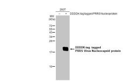 Anti-PRRS virus Nucleocapsid protein antibody used in Western Blot (WB). GTX135353