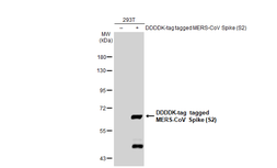 Anti-MERS-CoV Spike (S2) antibody used in Western Blot (WB). GTX135381