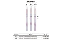 Influenza B virus Nucleoprotein (B/Sydney/3/2004), DDDDK Tag. GTX135867-pro