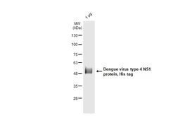 Dengue virus type 4 NS1 protein, His tag. GTX138152-pro
