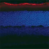 Anti-RPE65 antibody [401.8B11.3D9] used in IHC (Frozen sections) (IHC-Fr). GTX13826