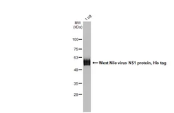 West Nile virus NS1 protein, His tag. GTX138916-pro
