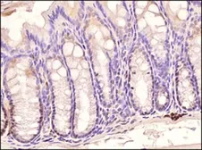 Anti-TLR3 antibody [40C1285.6] used in IHC (Paraffin sections) (IHC-P). GTX13915