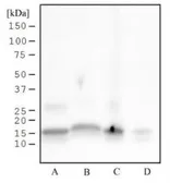 Anti-Histone H3S28ph (phospho Ser28) antibody [117C826] used in Western Blot (WB). GTX13924