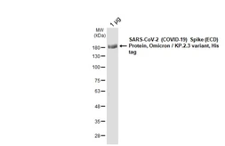 SARS-CoV-2 (COVID-19) Spike (ECD) Protein, Omicron / KP.2.3  variant, His tag. GTX141540-pro