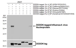 Anti-Influenza A virus Nucleoprotein antibody [H16-L10-4R5] used in Western Blot (WB). GTX14213