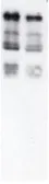 Anti-Ubiquitin antibody used in Western Blot (WB). GTX14372