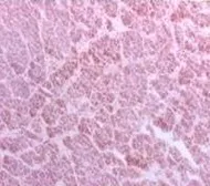 Anti-BCAP31 antibody [CC-1] used in IHC (Frozen sections) (IHC-Fr). GTX15044