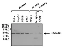 Anti-gamma Tubulin antibody [4D11] used in Western Blot (WB). GTX15794