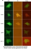 Anti-TNF Receptor I antibody [HM104] (PE) used in Immunocytochemistry/ Immunofluorescence (ICC/IF). GTX16198