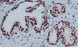 Anti-HP1 gamma antibody [5G10-F7-A12] used in IHC (Paraffin sections) (IHC-P). GTX16488