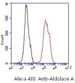 Anti-Aldolase A antibody [AT3F9] used in Flow cytometry (FCM). GTX16497