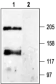 Anti-Cav pan alpha 1 antibody used in Western Blot (WB). GTX16602