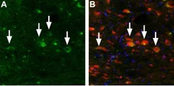 Anti-MCOLN3 antibody used in IHC (Frozen sections) (IHC-Fr). GTX16617