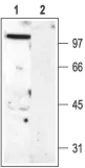 Anti-Kv3.2 antibody used in Western Blot (WB). GTX16639