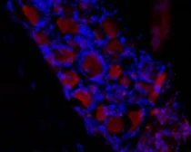 Anti-HCN3 antibody used in IHC (Frozen sections) (IHC-Fr). GTX16656