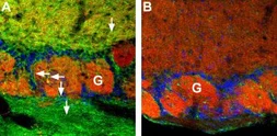 Anti-CNGA4 antibody used in IHC (Frozen sections) (IHC-Fr). GTX16678