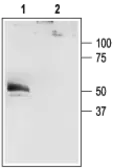 Anti-KCNK4 antibody used in Western Blot (WB). GTX16684