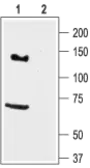 Anti-KCNH7 antibody used in Western Blot (WB). GTX16686