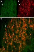 Anti-KCNH6 antibody used in IHC (Frozen sections) (IHC-Fr). GTX16688