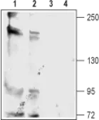 Anti-KCNT2 antibody used in Western Blot (WB). GTX16699