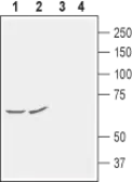 Anti-KCNG1 antibody used in IHC (Free Floating) (IHC (Free Floating)). GTX16711