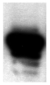 Anti-NORE1 antibody used in Western Blot (WB). GTX16757