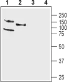 Anti-KCNQ4 antibody used in Western Blot (WB). GTX16778