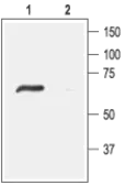 Anti-ACCN4 antibody used in Western Blot (WB). GTX16957