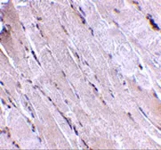 Anti-Wnt10b antibody used in IHC (Paraffin sections) (IHC-P). GTX17006