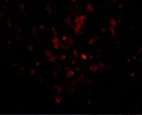 Anti-EBI3 antibody used in IHC (Paraffin sections) (IHC-P). GTX17030