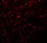 Anti-APBA1 antibody used in IHC (Paraffin sections) (IHC-P). GTX17173